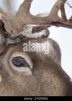 Rentiere im arktischen Winter. Rentierfarm in der Nähe von Pyha in Finnland nördlich des Polarkreises. Stockfoto