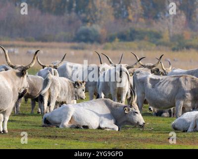 Ungarische Graurinder oder ungarische Grausteppenrinder, eine alte und harte seltene Rinderrasse im Nationalpark Hortobagy. Der Nationalpark ist verpflichtet Stockfoto