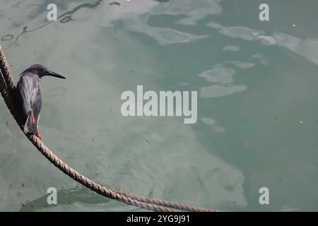 Ein Lava-Reiher, der auf einer Anlegestelle sitzt und unten auf dem Fischmarkt in Puerto Ayora auf den Galápagos-Inseln nach Fischen Ausschau hält. Stockfoto