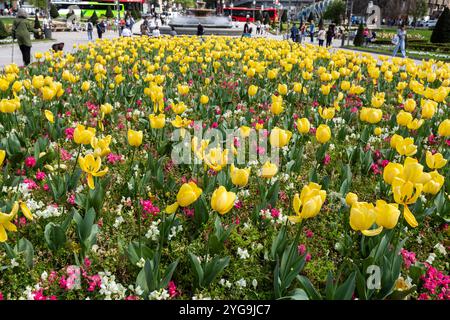 Helle Tulpen blühen auf der Plaza de Federico Moyua oder der Plaza Elíptica in der Innenstadt von Bilbao, Baskenland, Spanien Stockfoto