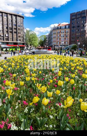 Helle Tulpen in Blüte am Plaza de Federico Moyua oder am Plaza Elíptica mit Gebäude im Hintergrund in der Innenstadt von Bilbao, Baskenland, Spanien. Selektiv Stockfoto