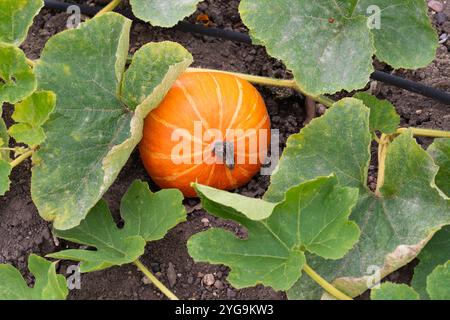 Uchiki Kuri (Cucurbita pepo) Winterkürbis (auch bekannt als Red Kuri oder Zwiebelkürbis) hat eine hellorange Haut. Hier in Worcestershire im August Stockfoto