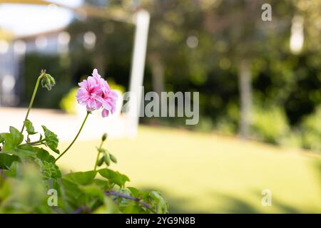 Rosa Blume blüht im sonnigen Garten, lebhaftes Grün im Hintergrund, Kopierraum Stockfoto