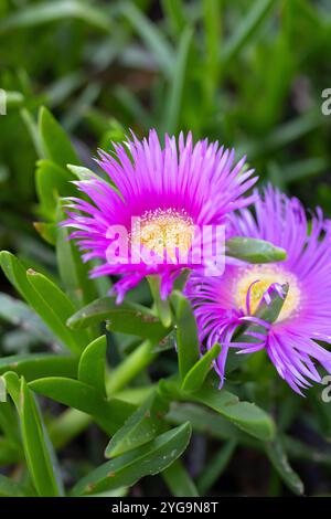 Im Frühling blühen leuchtende lila Blumen im üppig grünen Garten Stockfoto