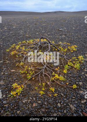 Arktische Weide (Salix arctica). Das Hochland Islands in der Nähe der Geländestrecke Sprengisandur, Island. Stockfoto