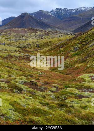 Lava mit Moos bewachsen. Berserkjahraun, ein Lavastrom auf der Halbinsel Snaefellsnes, der 4000 Jahre alt ist. Island. Stockfoto