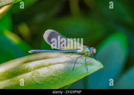 Damselfly Banded Demoiselle Stockfotos und Bilder schöne Farbdetails in natürlicher Umgebung Stockfoto