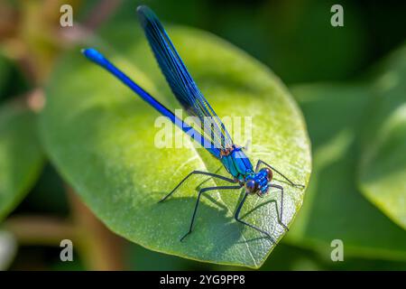 Damselfly Banded Demoiselle Stockfotos und Bilder schöne Farbdetails in natürlicher Umgebung Stockfoto