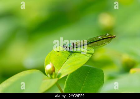 Damselfly Banded Demoiselle Stockfotos und Bilder schöne Farbdetails in natürlicher Umgebung Stockfoto