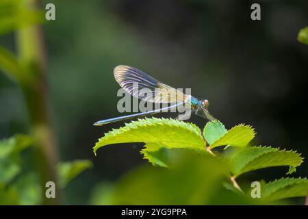 Damselfly Banded Demoiselle Stockfotos und Bilder schöne Farbdetails in natürlicher Umgebung Stockfoto