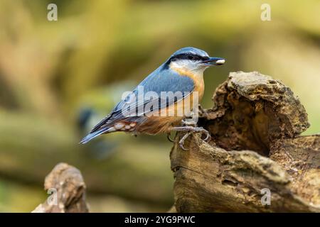 Eurasischer Nuthatch Vogel Stockfotos und Bilder schöne Farbdetails in natürlicher Umgebung Stockfoto