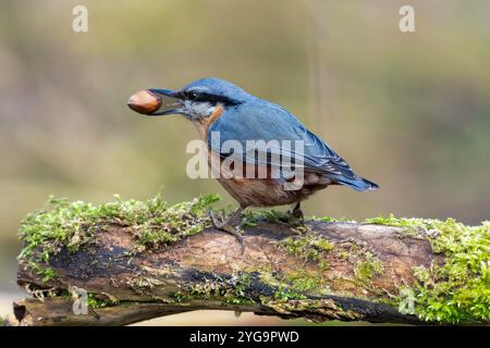 Eurasischer Nuthatch Vogel Stockfotos und Bilder schöne Farbdetails in natürlicher Umgebung Stockfoto