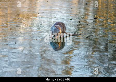 Nutria Stock Fotos und Bilder, wunderschöne Farbdetails in natürlichen Lebensräumen Stockfoto