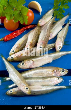 Sandfisch (Atherina boyeri) Stockfoto