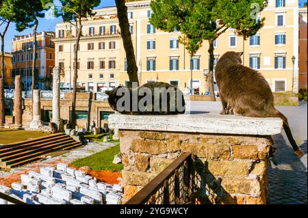 Zwei Katzen auf dem Steinzaun am Largo di Torre Argentinien, Rom, Italien Stockfoto