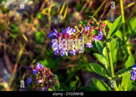 Salbei auf Lateinisch Salvia officinalis L ist eine der ältesten Heilpflanzen. Stockfoto