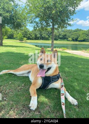Shiba Inu Dog Dakota im Park Stockfoto