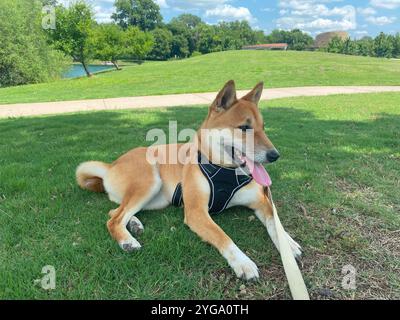 Shiba Inu Dog Dakota Stockfoto