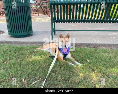 Shiba Inu Dog Dakota Stockfoto