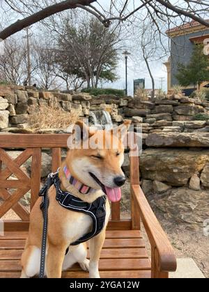 Shiba Inu Dog Dakota Stockfoto