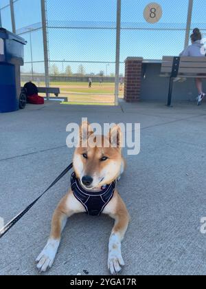 Shiba Inu Dog Dakota Stockfoto