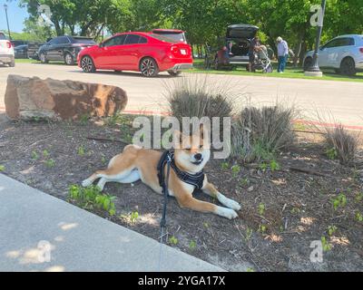 Shiba Inu Dog Dakota Stockfoto
