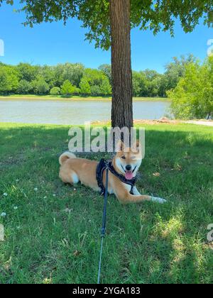 Shiba Inu Dog Dakota Stockfoto