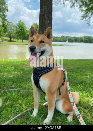 Shiba Inu Dog Dakota Stockfoto