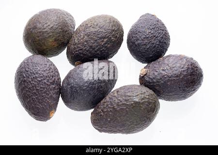 Sieben ganze reife Avocados mit brauner Haut sind kreisförmig auf weißem Hintergrund angeordnet. Die Avocados haben eine raue, strukturierte Oberfläche. Stockfoto