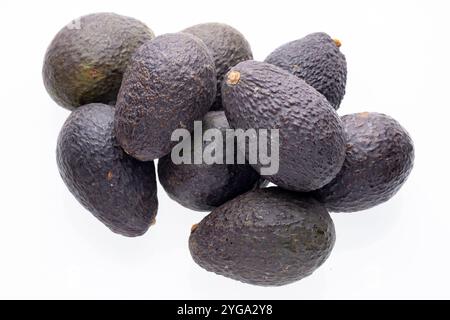 Sieben ganze Avocados, dunkelviolett, mit rauer, strukturierter Haut, sind auf weißem Hintergrund angeordnet. Stockfoto