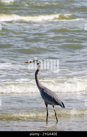 Großer Blaureiher am Boca Chica Beach in Texas Stockfoto