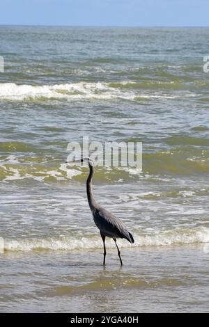 Großer Blaureiher am Boca Chica Beach in Texas Stockfoto