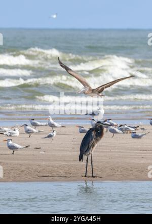 Großer Blaureiher am Boca Chica Beach in Texas Stockfoto