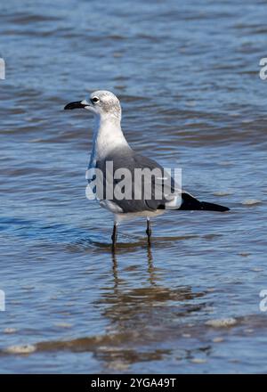 Lachende Möwe am South Padre Island Beach in Texas Stockfoto