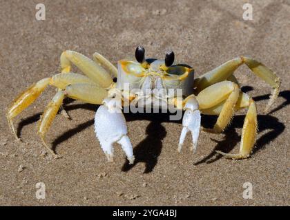 Atlantische Geisterkrabbe am South Padre Island Beach in Texas Stockfoto