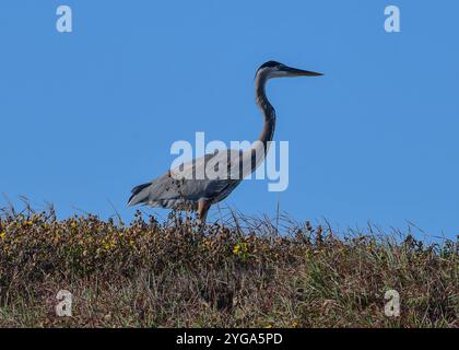 Großer Blaureiher am Boca Chica Beach in Texas Stockfoto