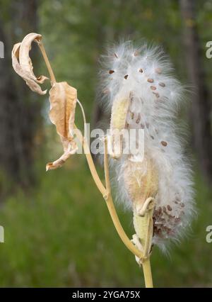 Nahaufnahme einer gewöhnlichen Milchkrautpflanze im Herbst mit einer offenen Samenpode und flauschigen Samen, die aus der Schote kommen. Fotografiert mit geringer Schärfentiefe. Stockfoto