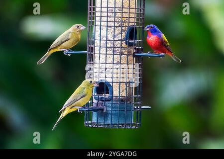 Miami Shores, FL, USA. November 2024. Vögel, die am 6. November 2024 in einem städtischen Wildreservat in Miami Shores, Florida, von einem Vogelfutter essen. (Kreditbild: © Ronen Tivony/ZUMA Press Wire) NUR REDAKTIONELLE VERWENDUNG! Nicht für kommerzielle ZWECKE! Stockfoto