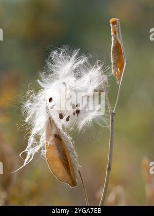 Gewöhnliche Milchkrautpflanze im Herbst mit einer offenen Samenpode und flauschigen Samen, die aus der Schote kommen. Fotografiert mit geringer Schärfentiefe. Stockfoto