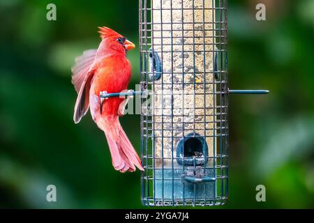 Miami Shores, FL, USA. November 2024. Ein Kardinal, der am 6. November 2024 aus einem Vogelfutterlager in Miami Shores, Florida, isst. (Kreditbild: © Ronen Tivony/ZUMA Press Wire) NUR REDAKTIONELLE VERWENDUNG! Nicht für kommerzielle ZWECKE! Stockfoto