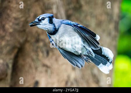 Miami Shores, FL, USA. November 2024. Ein blauer jay im Flug in einem urbanen Naturschutzgebiet Miami Shores, Florida am 6. November 2024. (Kreditbild: © Ronen Tivony/ZUMA Press Wire) NUR REDAKTIONELLE VERWENDUNG! Nicht für kommerzielle ZWECKE! Stockfoto