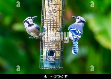 Miami Shores, FL, USA. November 2024. Blaue Eichelhäher essen am 6. November 2024 aus einem Vogelfutterhäuschen in einem urbanen Naturschutzgebiet Miami Shores, Florida. (Kreditbild: © Ronen Tivony/ZUMA Press Wire) NUR REDAKTIONELLE VERWENDUNG! Nicht für kommerzielle ZWECKE! Stockfoto