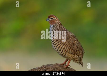 Rock Bush-Quail (Perdicula argoondah) männlich in Gujarat, Indien Stockfoto