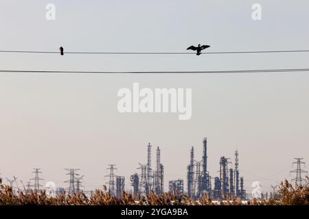 Kormorane ruhen im Feuchtgebiet. Tianjin, China. 4. November 2024. Wenn die Temperatur allmählich sinkt, beginnt die Herbstsaison der Zugvögel im Tianjin Beidagang Wetland Nature Reserve. Einige der „Vorhut“ der Zugvögel kommen in das Reservat, um ihre Vorräte aufzufüllen. Das Reservat liegt im Südosten des Tianjin Binhai New Area, einschließlich des Beidagang Reservoir, des Unterlaufs des Duliujia River und der Küstenstrände an der Mündung des Lierwan River. Dieses Gebiet ist ein wichtiger Halt auf der Ostasien-Australasien-Migrationsroute, einer der weltweit wichtigsten Stockfoto