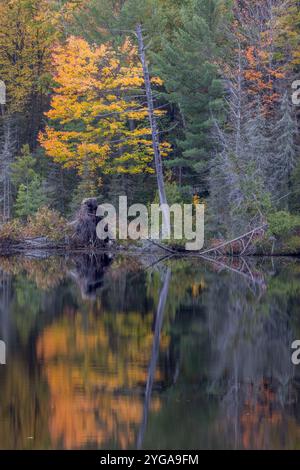 Herbstlaub spiegelt sich in einem Teich in Michigamme Township, Marquette County, Michigan Stockfoto