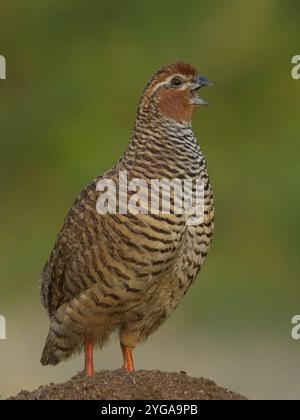 Rock Bush-Quail (Perdicula argoondah) männlich in Gujarat, Indien Stockfoto