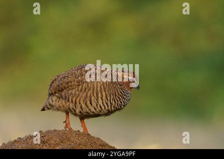 Rock Bush-Quail (Perdicula argoondah) männlich in Gujarat, Indien Stockfoto