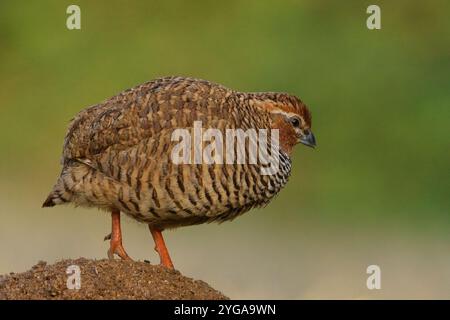 Rock Bush-Quail (Perdicula argoondah) männlich in Gujarat, Indien Stockfoto