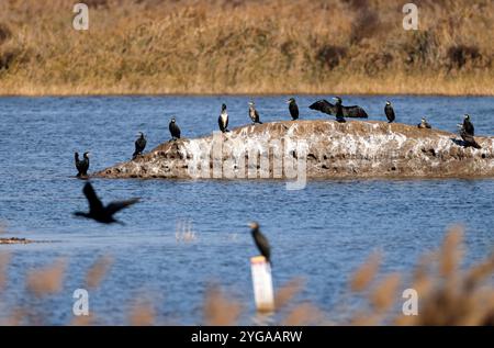 Kormorane baden in der Sonne. Tianjin, China, 5. November 2024. Wenn die Temperatur allmählich sinkt, beginnt die Herbstsaison der Zugvögel im Tianjin Beidagang Wetland Nature Reserve. Einige der „Vorhut“ der Zugvögel kommen in das Reservat, um ihre Vorräte aufzufüllen. Das Reservat liegt im Südosten des Tianjin Binhai New Area, einschließlich des Beidagang Reservoir, des Unterlaufs des Duliujia River und der Küstenstrände an der Mündung des Lierwan River. Dieses Gebiet ist ein wichtiger Halt auf der Ostasien-Australasien-Migrationsroute, einer der größten der Welt Stockfoto