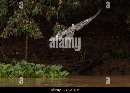 Nachmittagssonnenlicht fängt die Flügel des Cocoi-Reihers ein, der im Pantanal Brasilien wegfliegt. Stockfoto